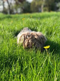 View of dog on grassy field