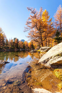 Trees by lake against sky during autumn