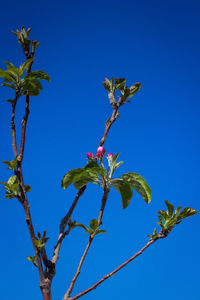 Low angle view of flower tree against clear blue sky