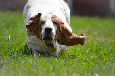 pet