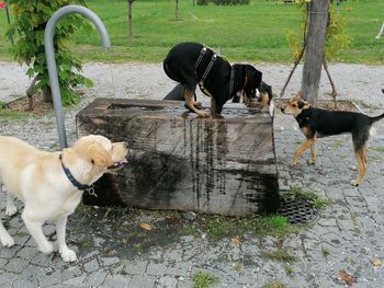 Dogs standing on footpath