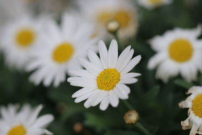 Close-up of white daisy flowers