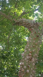 Low angle view of plant growing in forest