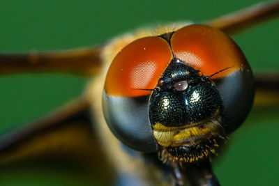 Close-up of fly