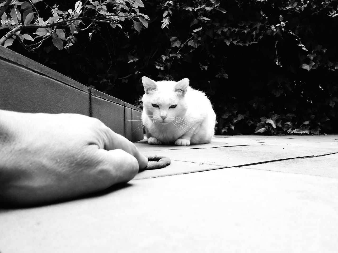 domestic animals, pets, one animal, domestic cat, animal themes, mammal, cat, white color, feline, looking at camera, portrait, animal head, whisker, indoors, relaxation, close-up, white, zoology, part of, no people