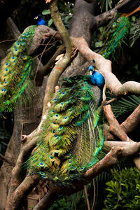 View of peacocks perching on branch of tree