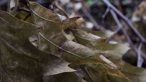 Close-up of leaf