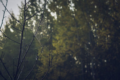 Low angle view of trees against sky