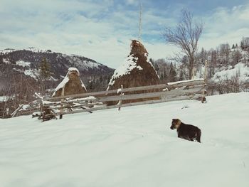 Horse on snow covered mountain against sky