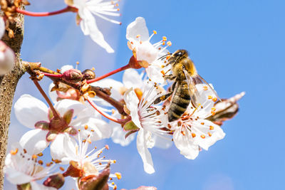 Close-up of bee on white flower