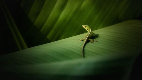 Close-up of lizard on leaf