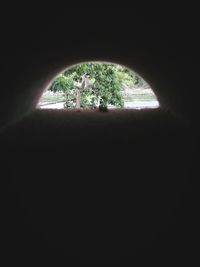 Silhouette of trees seen through window