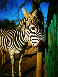 Close-up of zebra against trees
