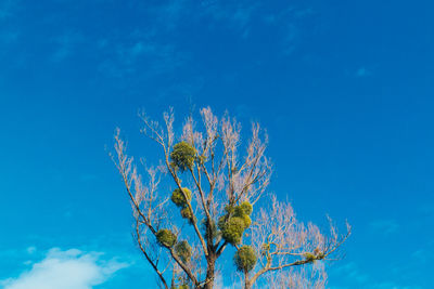 Low angle view of tree against blue sky