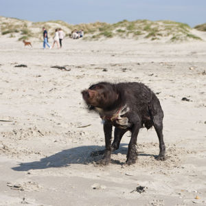 Blurred motion of dog on beach