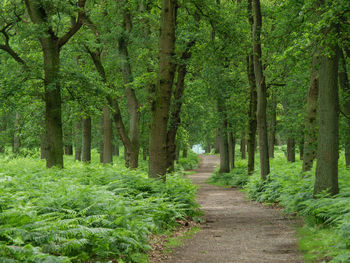 The forest of diersfordt in germany