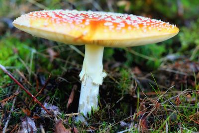 Close-up of fly agaric mushroom on field