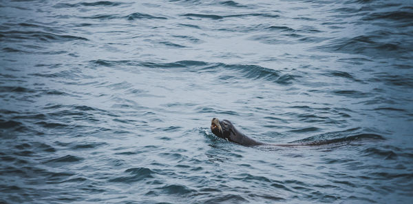 Sea lion swimming in sea
