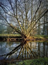 Reflection of trees in water