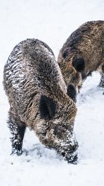 Close-up of pigs on field during winter