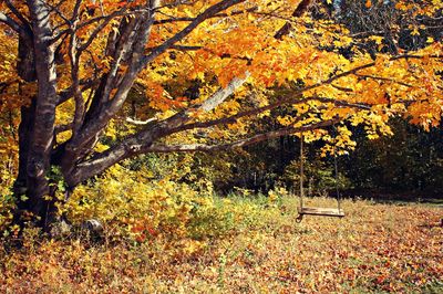 Autumn leaves on tree