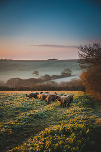 Sheep on landscape against sky during sunset