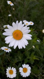 Close-up of daisy flower