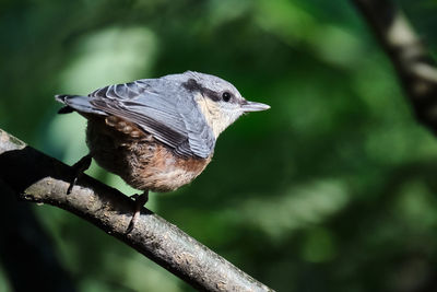 Close-up of bird perching on branch