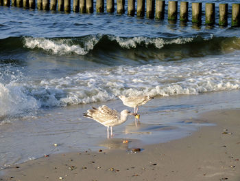 Birds on shore at beach