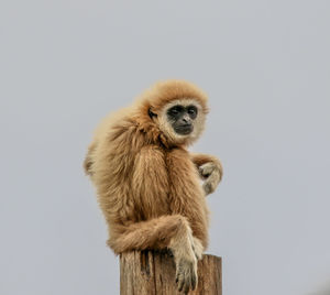 Low angle view of monkey sitting on wooden post against sky