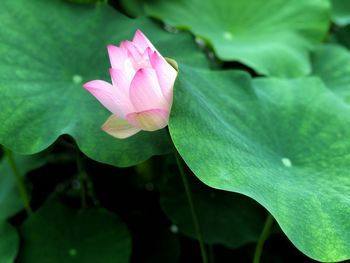 Close-up of pink lotus water lily