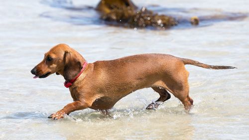 Side view of dachshund in water on shore at beach