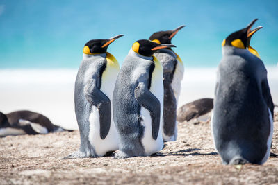 Penguins at beach