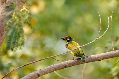 Close-up of bird perching on branch