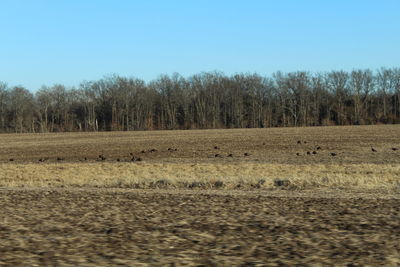 Trees on field against clear sky