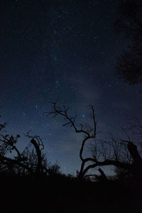 Low angle view of silhouette tree against sky at night