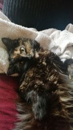 Portrait of cat relaxing on bed at home