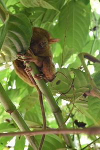 Low angle view of a squirrel on tree