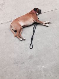 High angle view of dog sleeping on ground