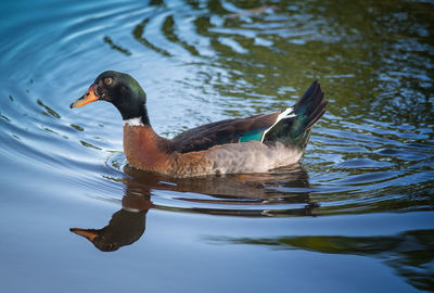 Duck swimming on lake