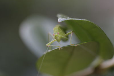 Close-up of insect on leaf