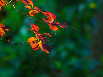 Close-up of red flowering plant