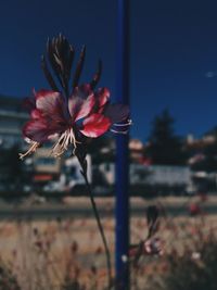 Close-up of pink flower blooming