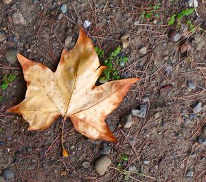 Close-up of maple leaves on ground