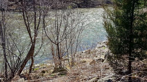 Low angle view of trees against sky