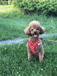 Portrait of dog sitting on field