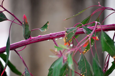 Close-up of raindrops on branch