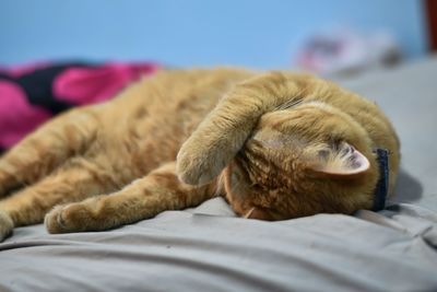 Cat sleeping on bed