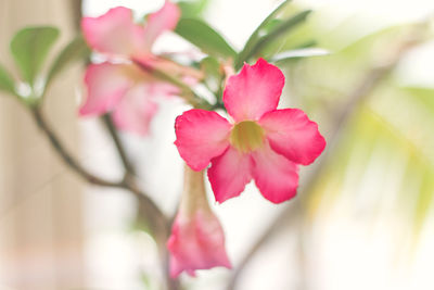 Close-up of pink flowering plant