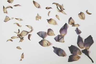 Leaves over white background